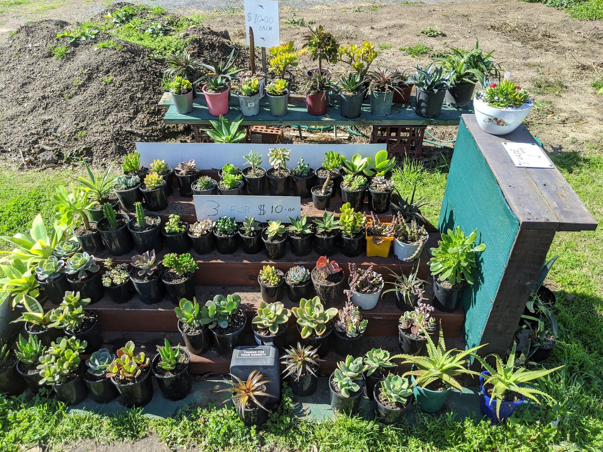 A terrace of about 10x5 succulents in pots in a front yard. pick 3 for $10.