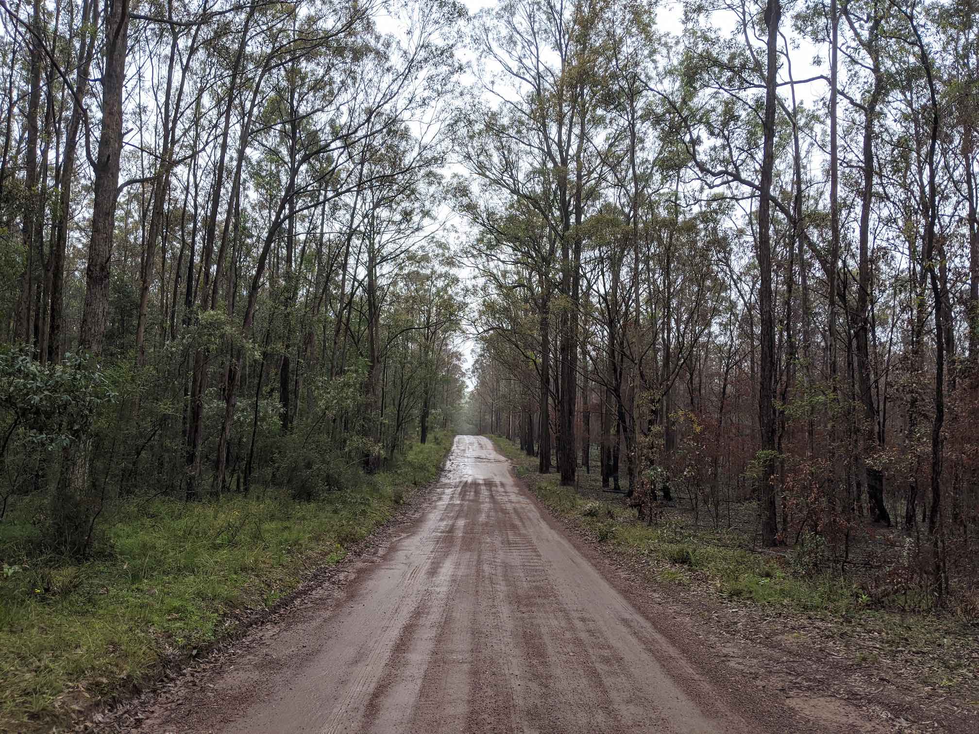 Wet dirt road single-lane leading through bush.