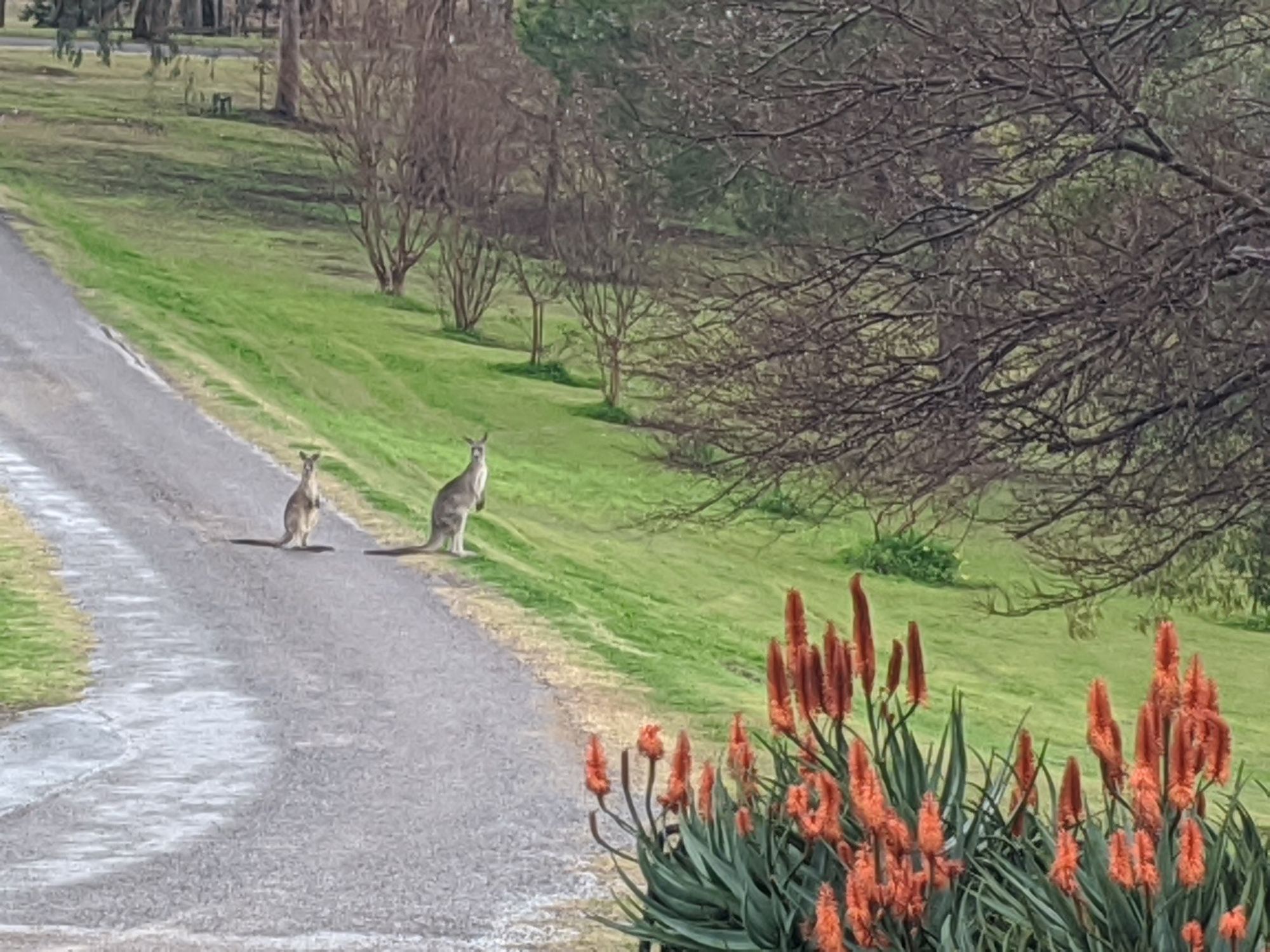 Two Kangaroos crossing the driveway. Grassy landscape in background.