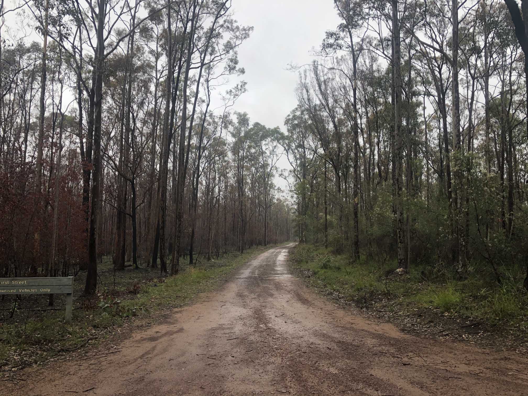 Fire trail road, with red/brown thinner trees on left, and green/thicker trees on right.